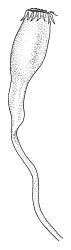 Trematodon flexipes, capsule, dry. Drawn from J. Child 6008, CHR 432677.
 Image: R.C. Wagstaff © Landcare Research 2016 